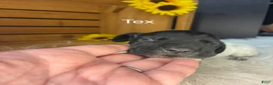 Tex