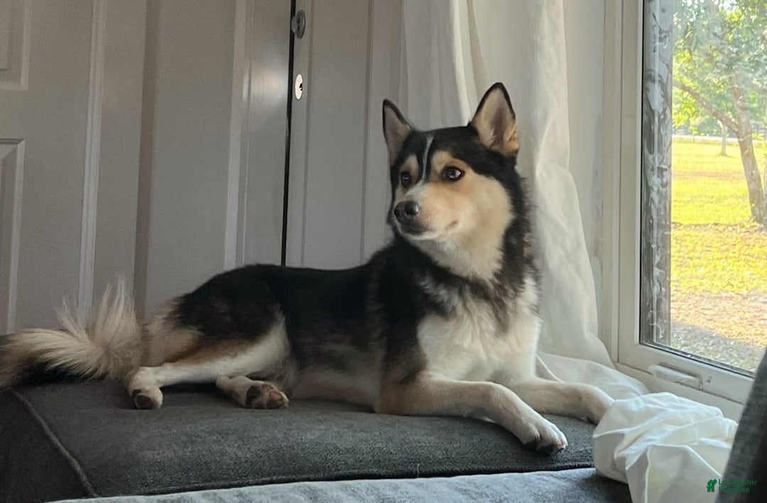 Gallery Image {{count}}