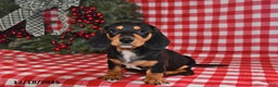 Miniature Dachshund dogs for sale: Buttons - Ad 1