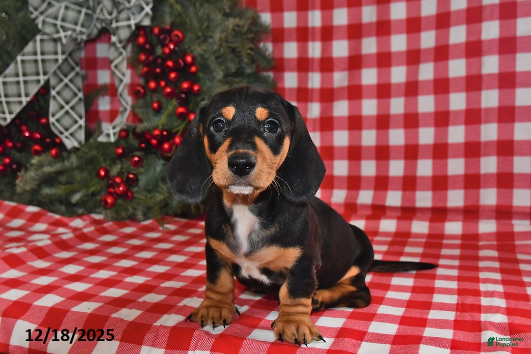 Miniature Dachshund dogs for sale: Buttons - Ad 1