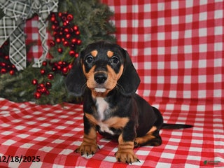 Miniature Dachshund dogs Buttons - Ad 13