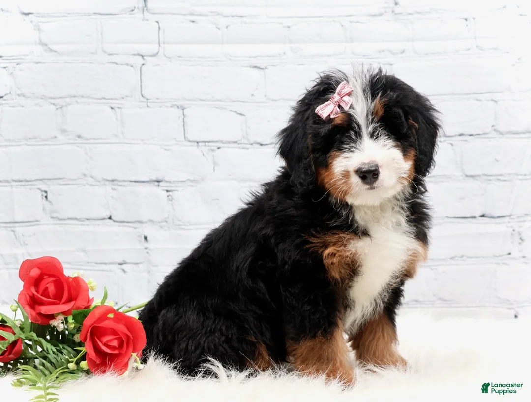 Mini Bernedoodle dogs for sale: Dakota - Ad 2
