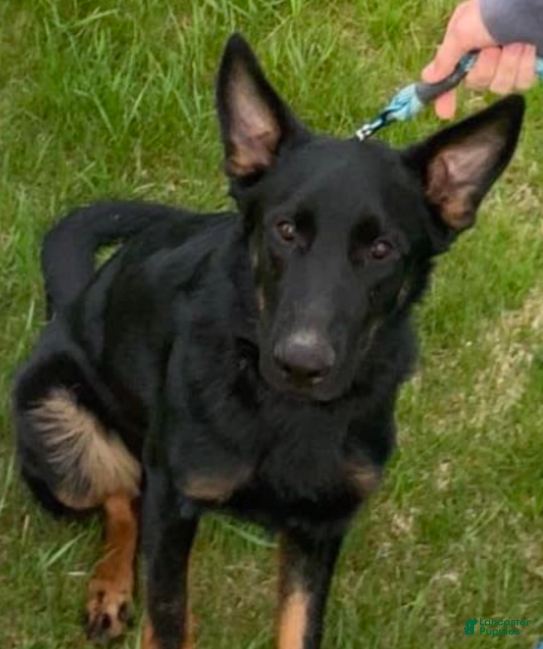 German Shepherd dogs for sale: German Shepherd Puppy 7 - Ad 8