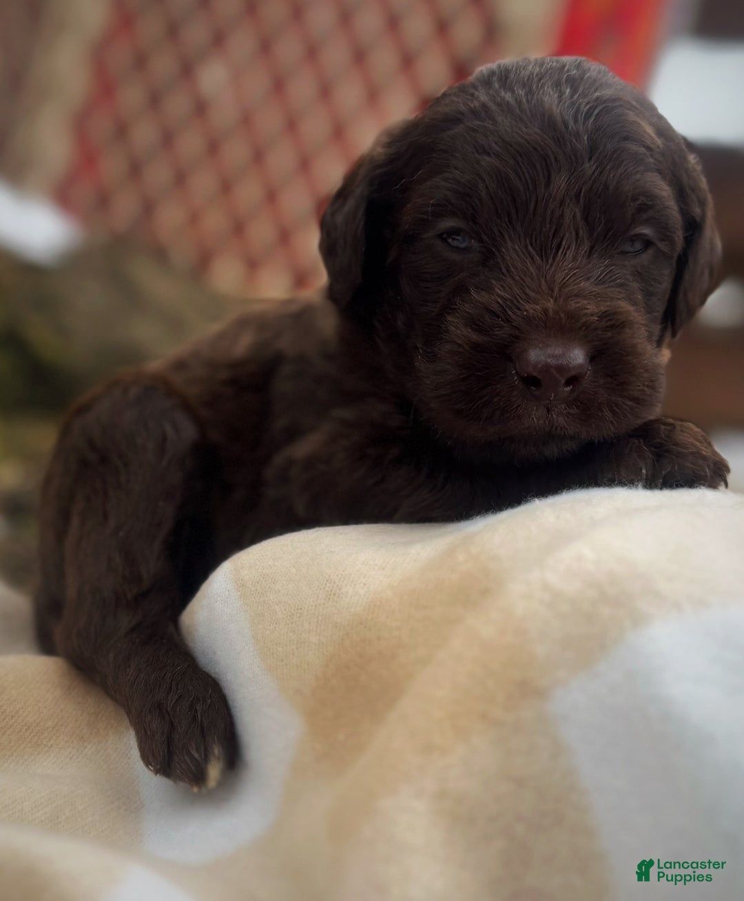 Labradoodle dogs for sale: Labradoodle Puppy 1 - Ad 11