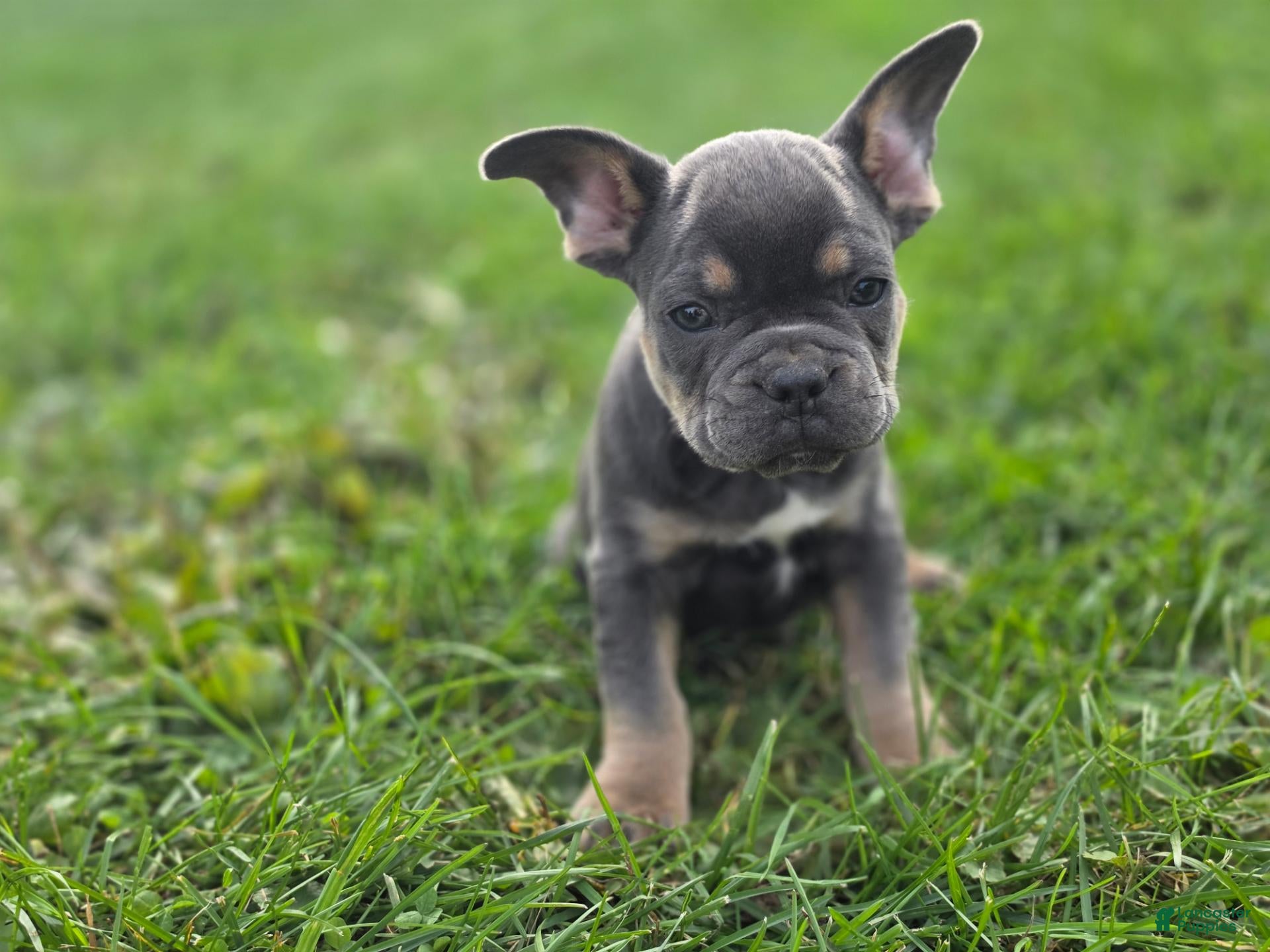 French Bulldog dogs for sale: Love bug - Ad 28