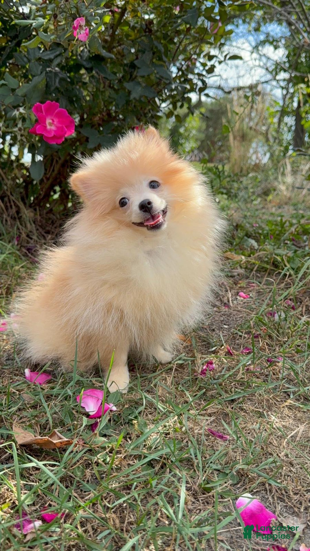Pomeranian dogs for sale: Pomeranian Puppy 1 - Ad 1