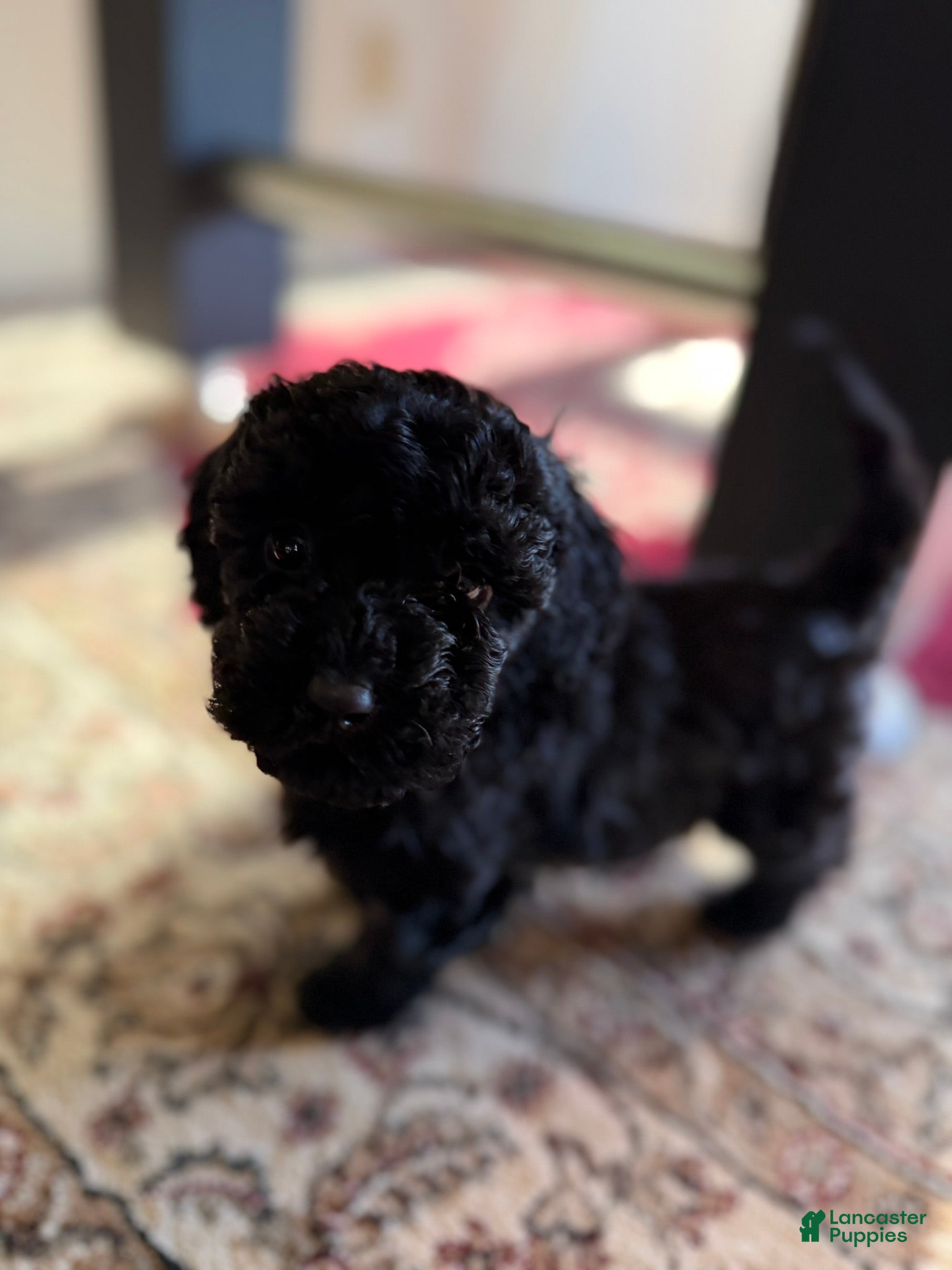 Aussiedoodle dogs Teddy - Ad 7