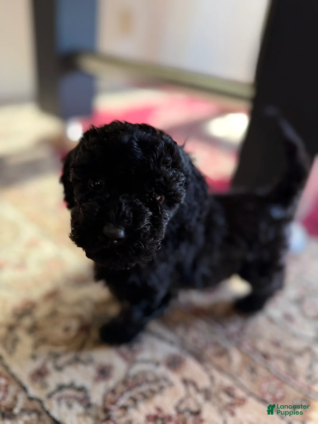 Aussiedoodle dogs for sale: Teddy - Ad 1
