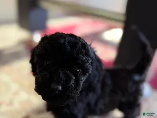 Aussiedoodle dogs Teddy - Ad 7
