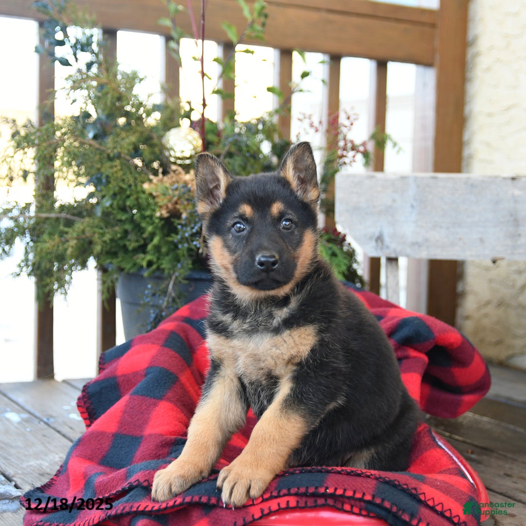 German Shepherd dogs for sale: Mistletoe - Ad 5