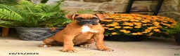 Boxer dogs for sale: Candy - Ad 4