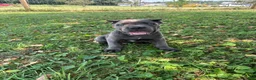 Cane Corso dogs for sale: Ranger - Ad 3
