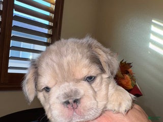 French Bulldog dogs - Ad 6