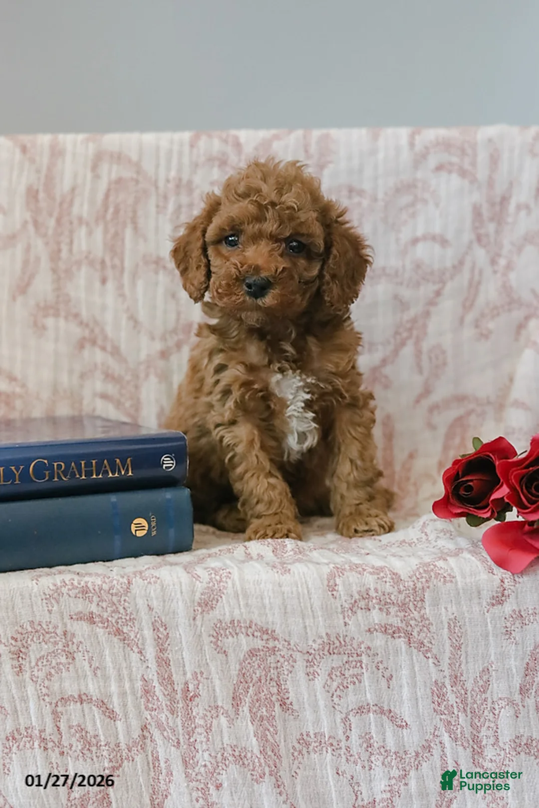 Cockapoo dogs for sale: Jerry - Ad 2