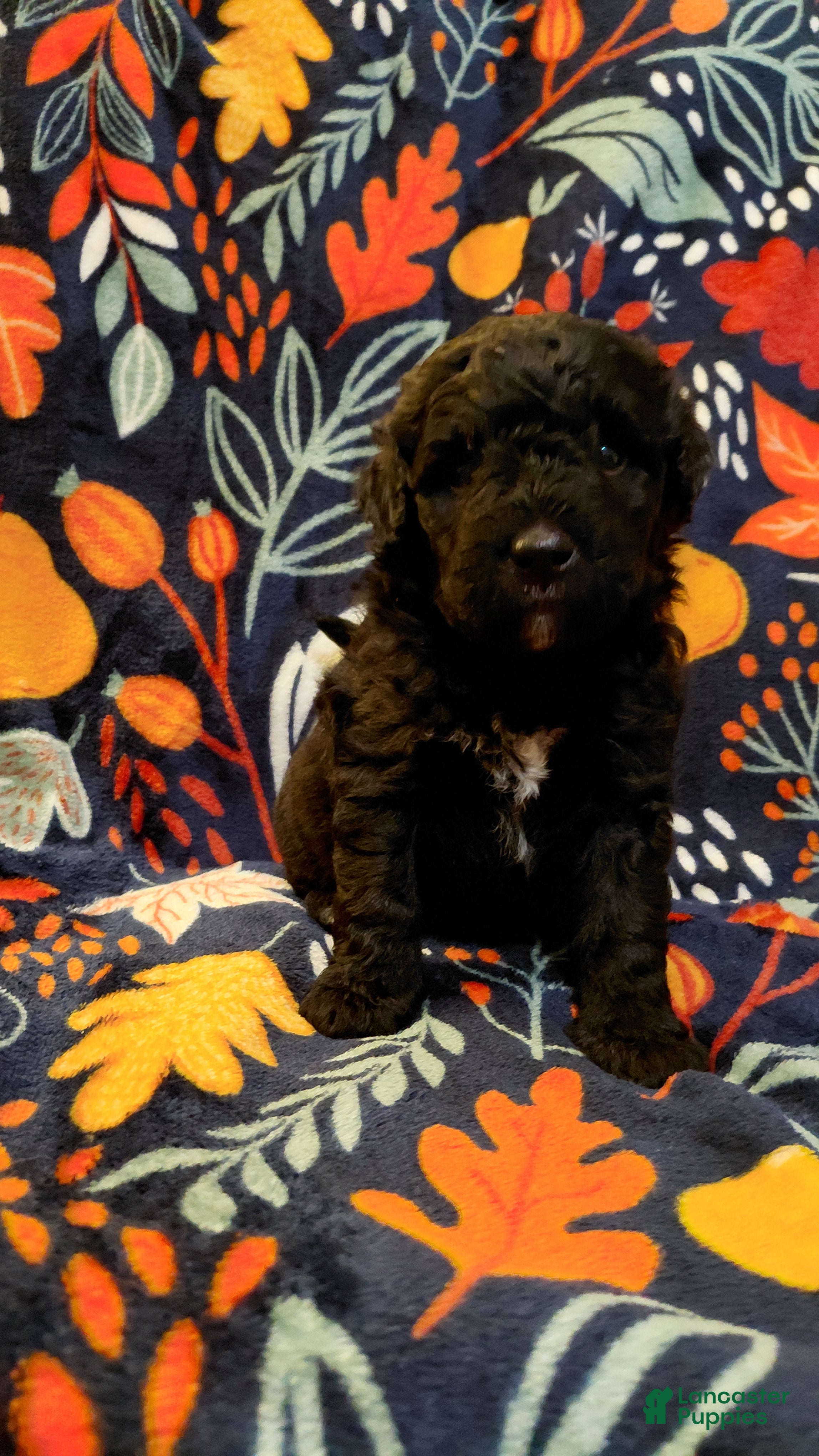 Mini Goldendoodle dogs for sale: Mountain Goldendoodle - Jordon - Ad 1