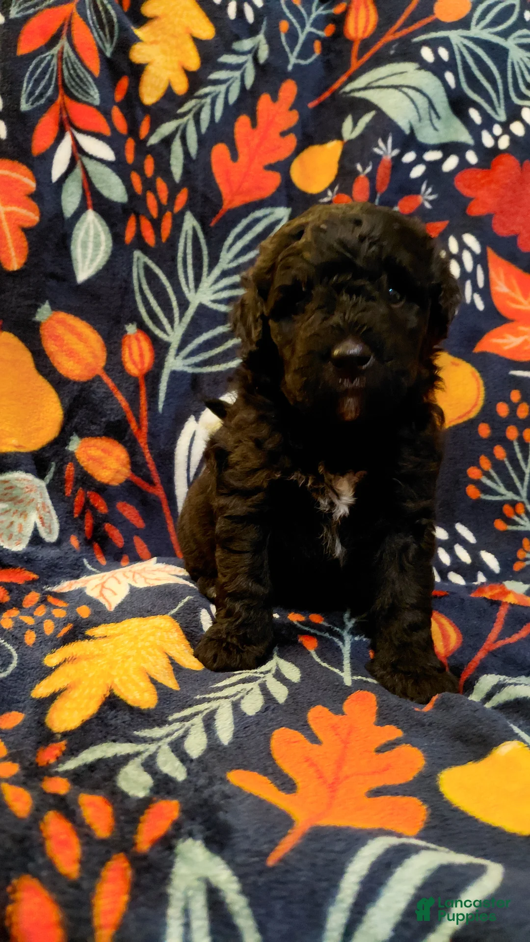 Mini Goldendoodle dogs for sale: Mountain Goldendoodle - Jordon - Ad 1