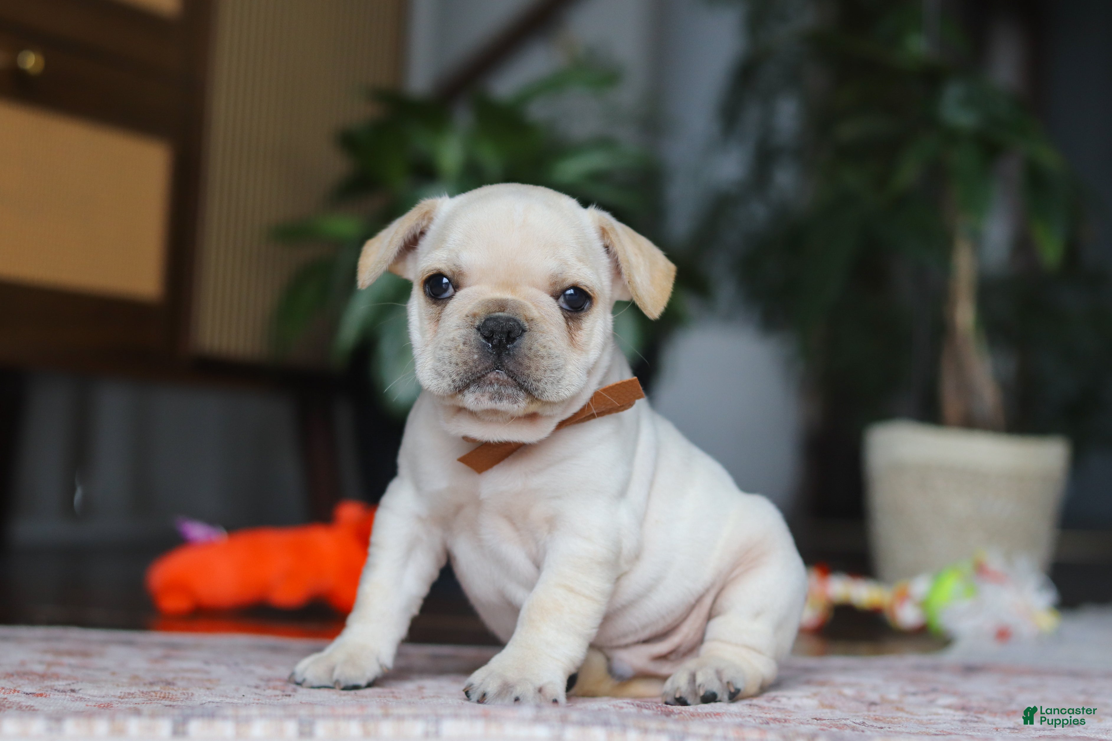 French Bulldog dogs Birch  - Ad 2