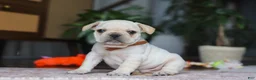 French Bulldog dogs for sale: Birch  - Ad 2