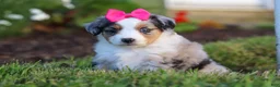 Miniature Australian Shepherd dogs for sale: Daisy - Ad 6