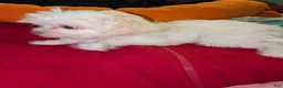 Mixed Breed dogs for sale: Mixed Breed 1 - Ad 2