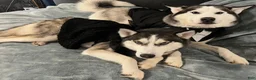 Siberian Husky dogs for sale: Princess Nyla - Ad 14