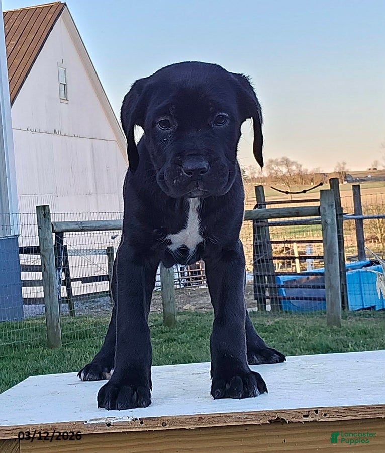 Cane Corso dogs Aria - Ad 1
