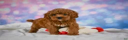 Cavapoo dogs for sale: Cookie - Ad 6