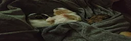 Shih Tzu dogs for sale: Shih Tzu Puppy 2 'Hope' - Ad 20