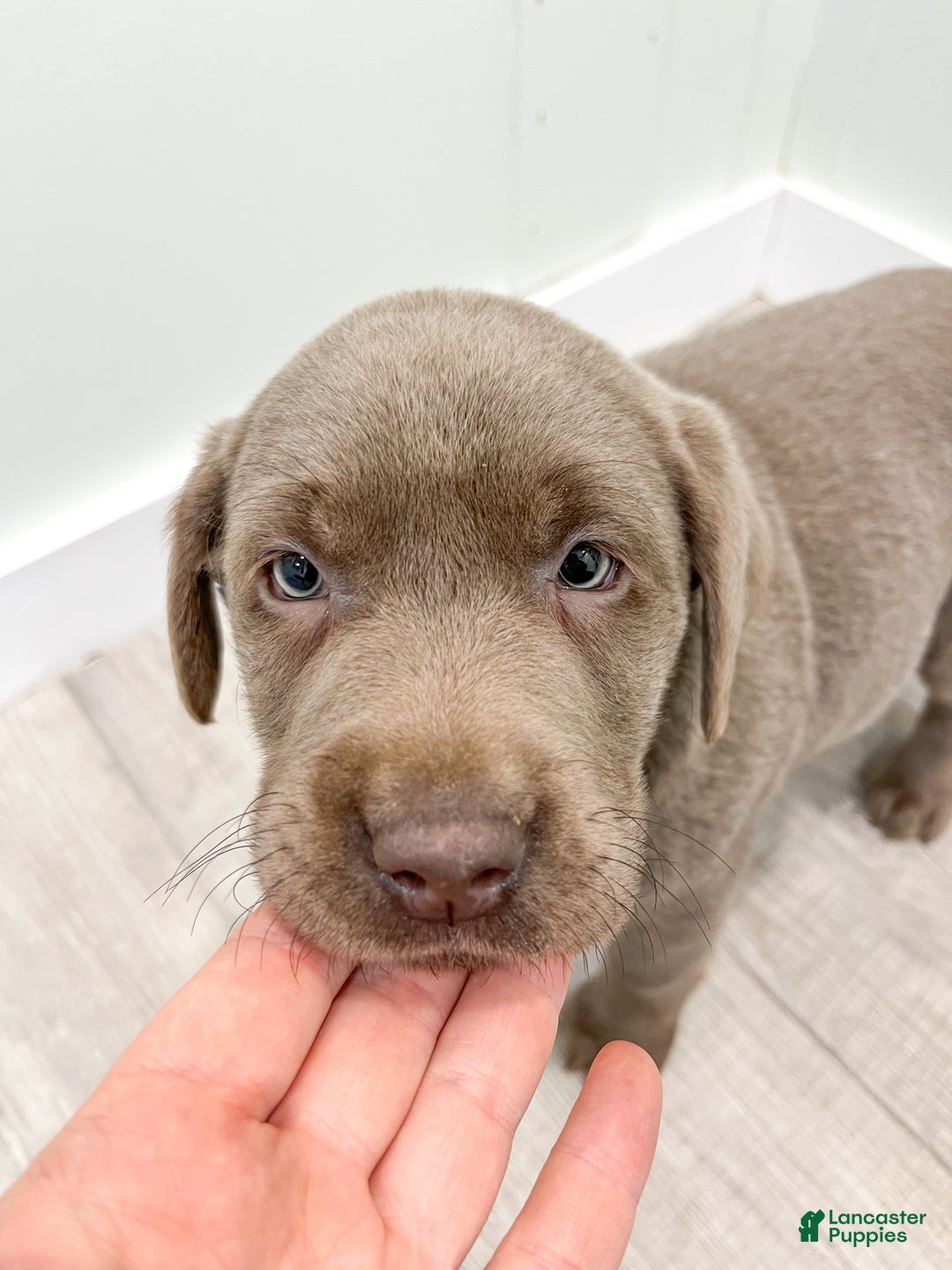 Labrador Retriever dogs for sale: Misty - Ad 6