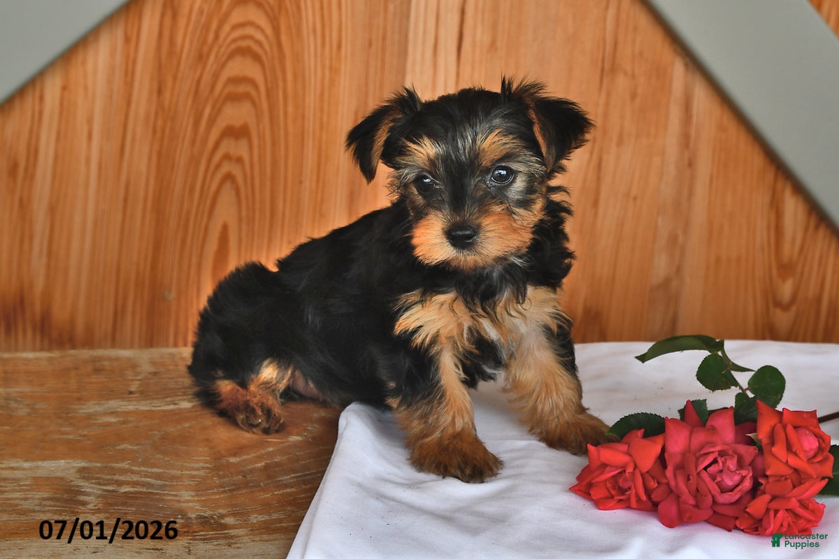 Yorkshire Terrier dogs Kimberly - Ad 1