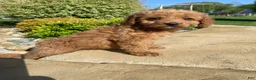 Cavapoo dogs for sale: Lucy - Ad 15