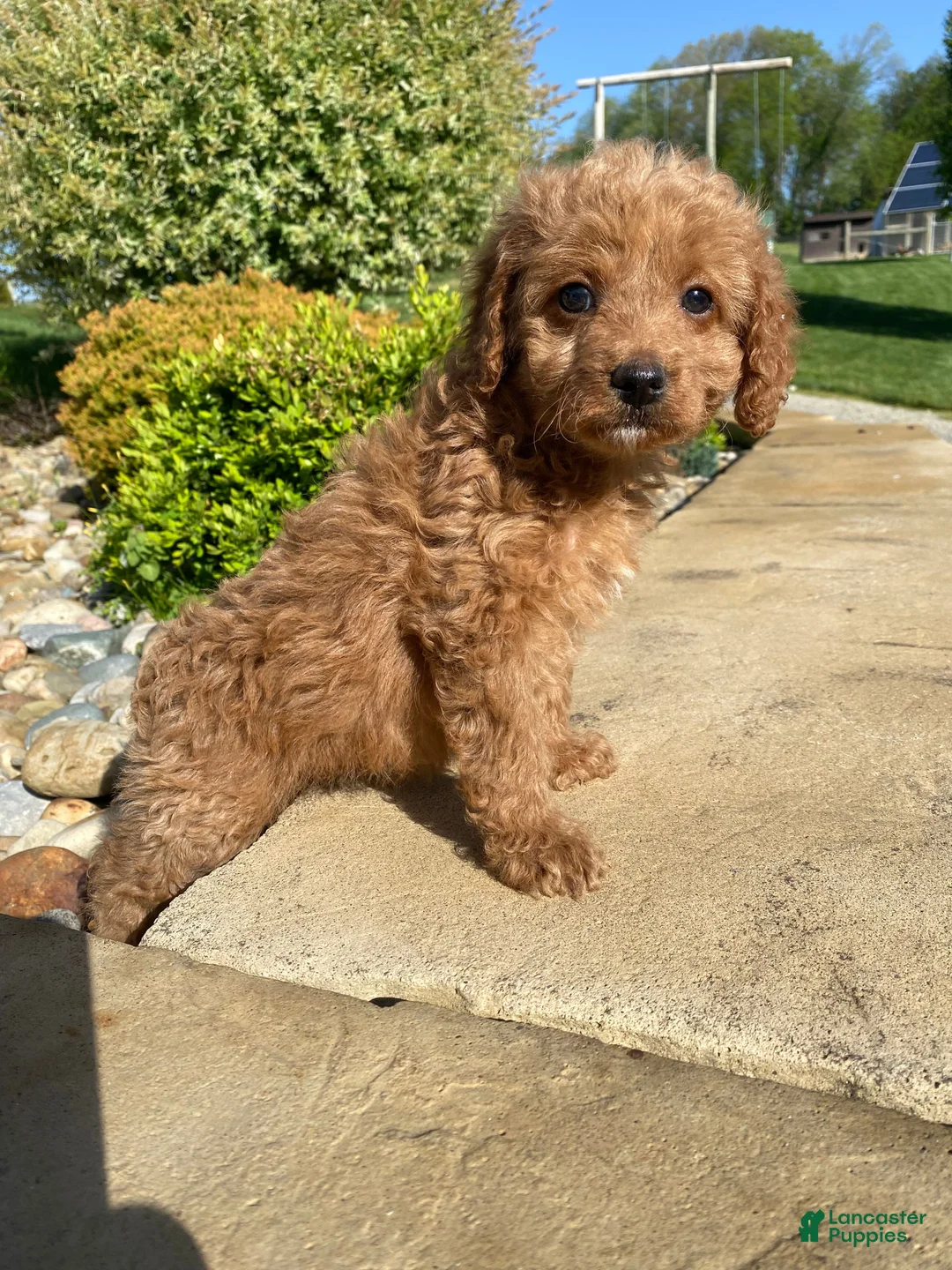 Cavapoo dogs for sale: Lucy - Ad 15