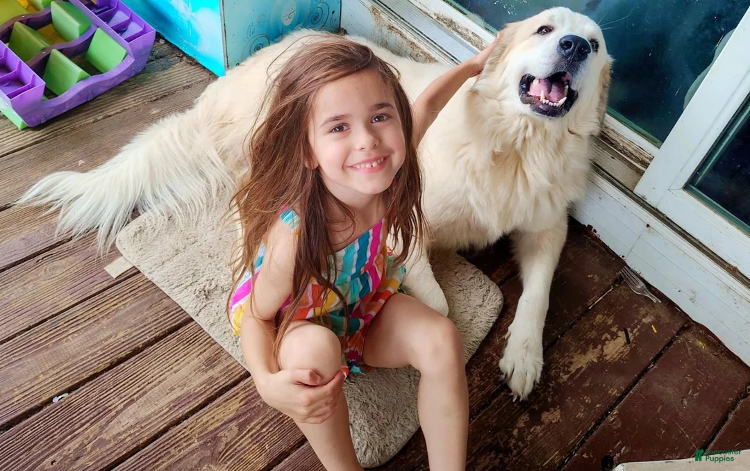 Great Pyrenees dogs for sale: Thor  - Ad 5
