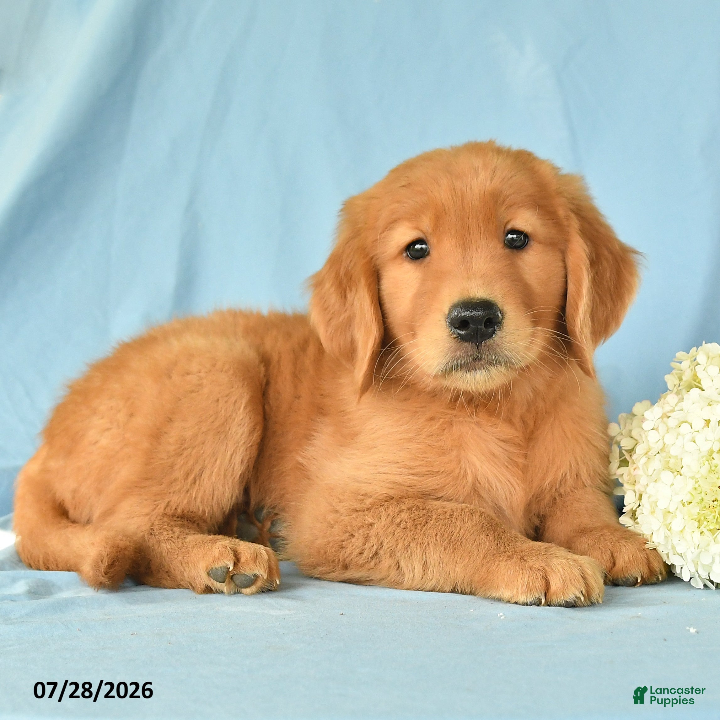 Golden Retriever dogs Max - Ad 2