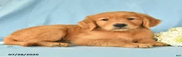 Golden Retriever dogs for sale: Max - Ad 2