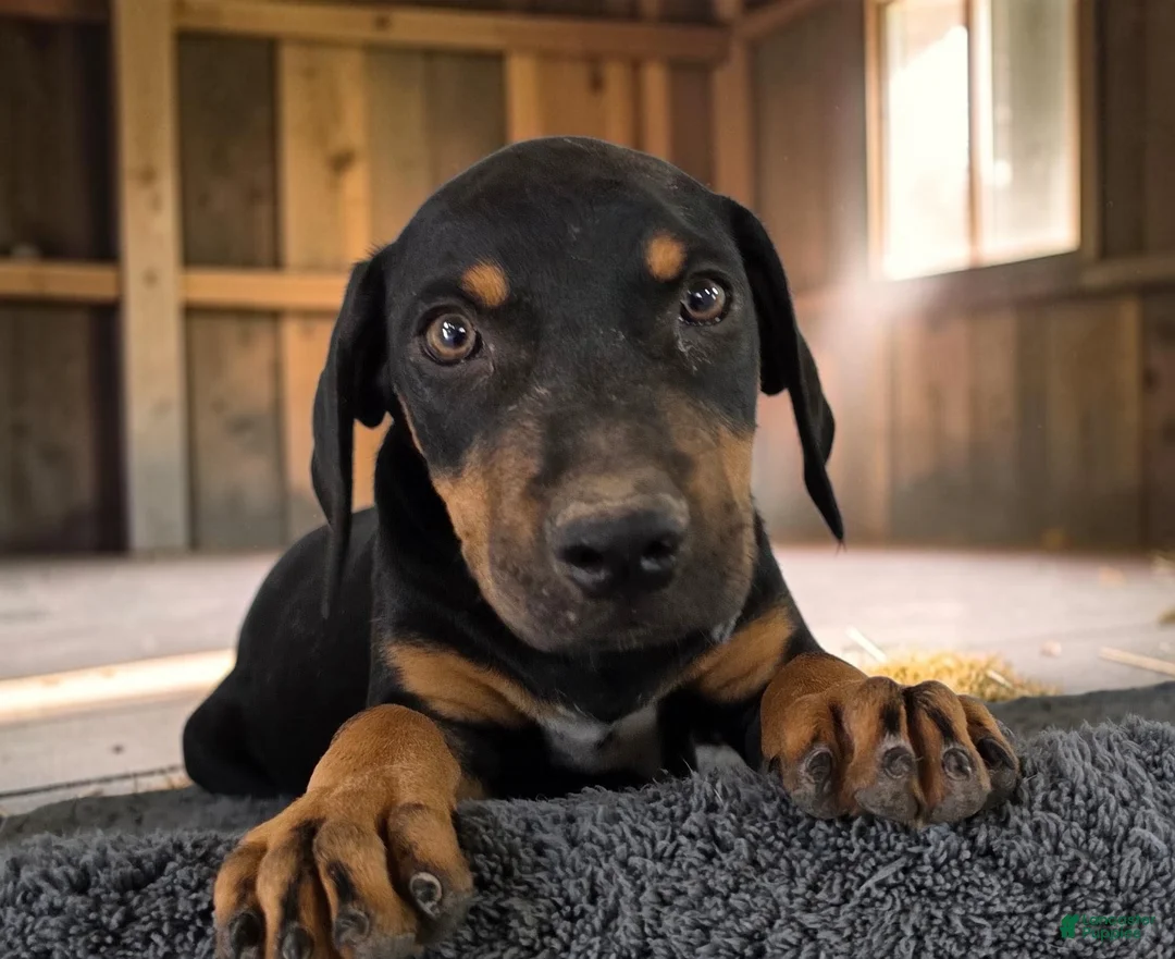 Catahoula Leopard Dog dogs for sale: Gypsie 2026 Male 1 - Ad 2