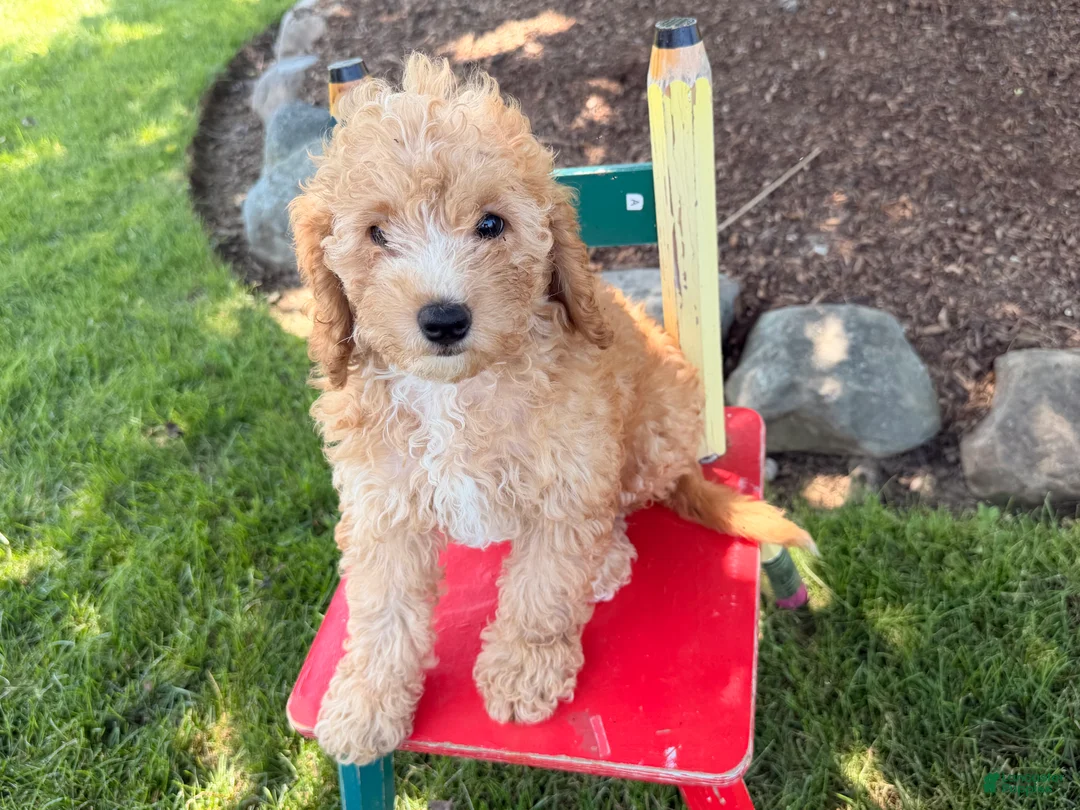 Cockapoo dogs for sale: Maddy - Ad 2