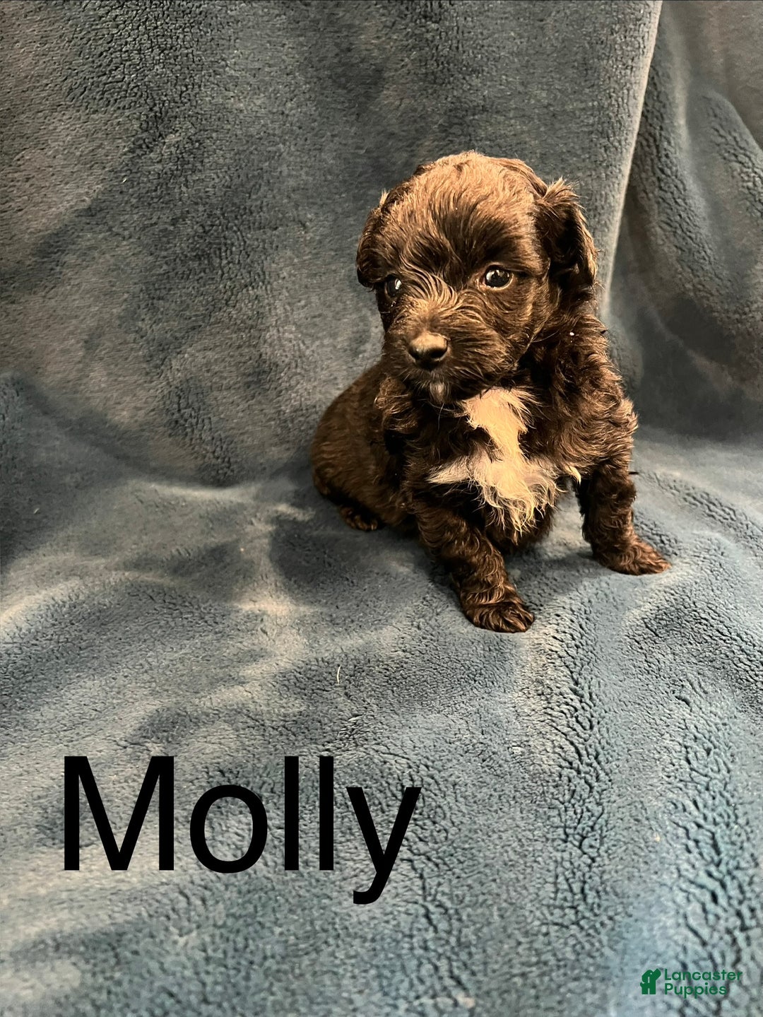 Mixed Breed dogs for sale: Molly - Ad 1
