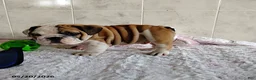 English Bulldog dogs for sale: Rusty - Ad 6