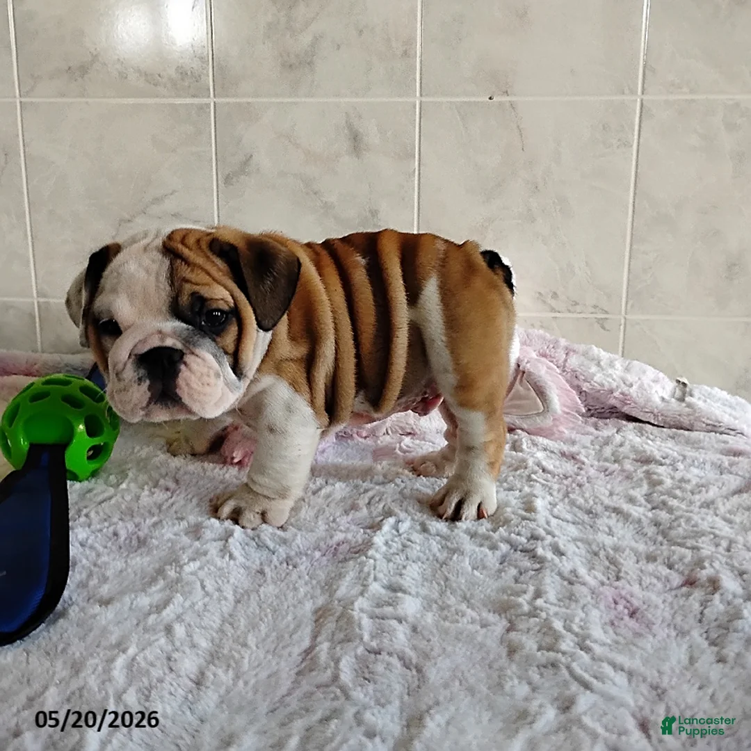 English Bulldog dogs for sale: Rusty - Ad 6