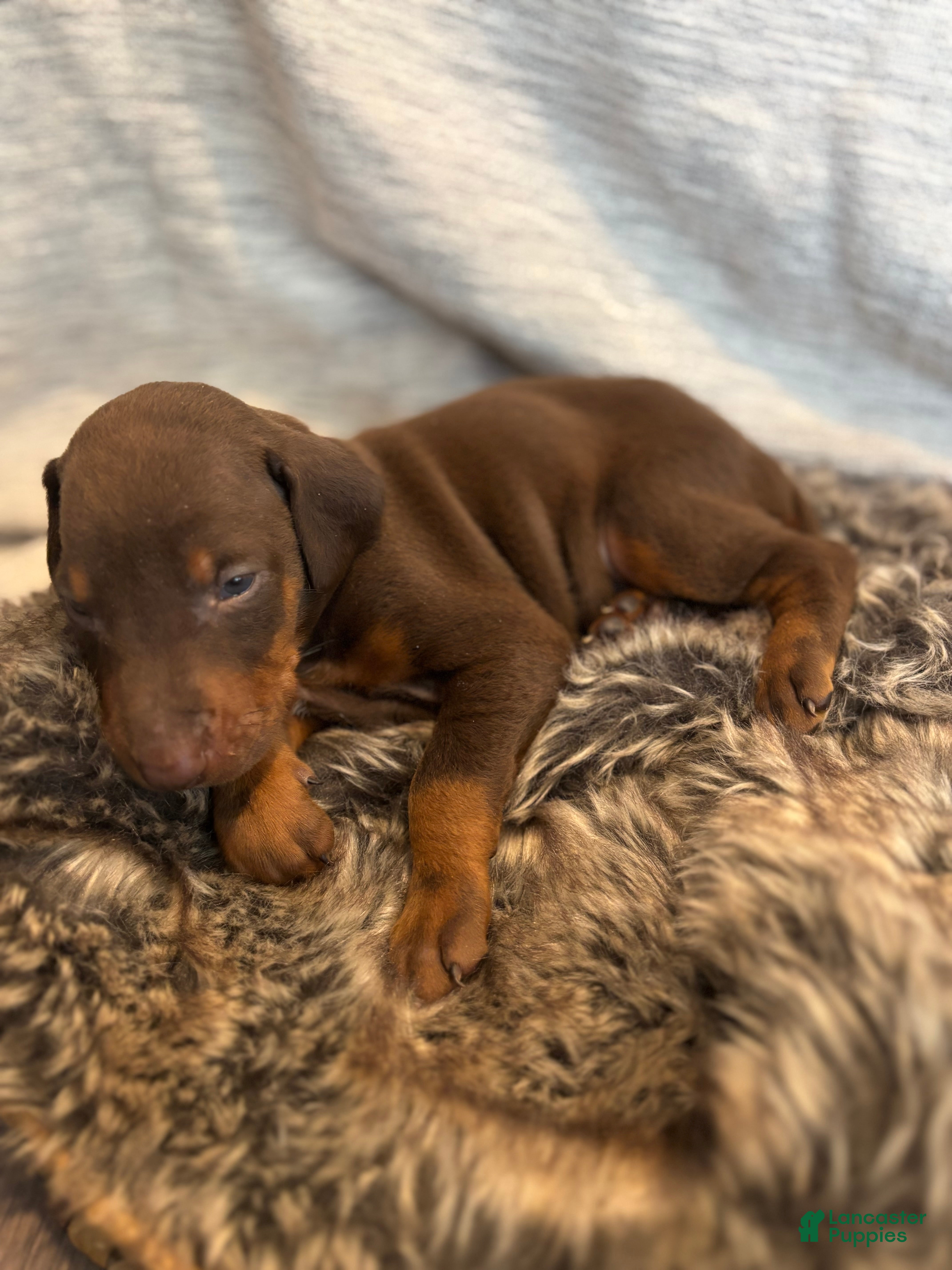 Doberman Pinscher dogs Sable - Ad 25