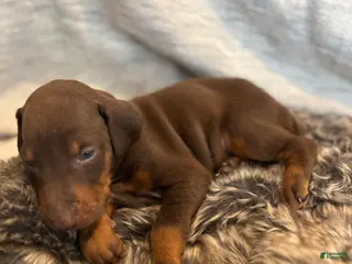 Doberman Pinscher dogs Sable - Ad 8