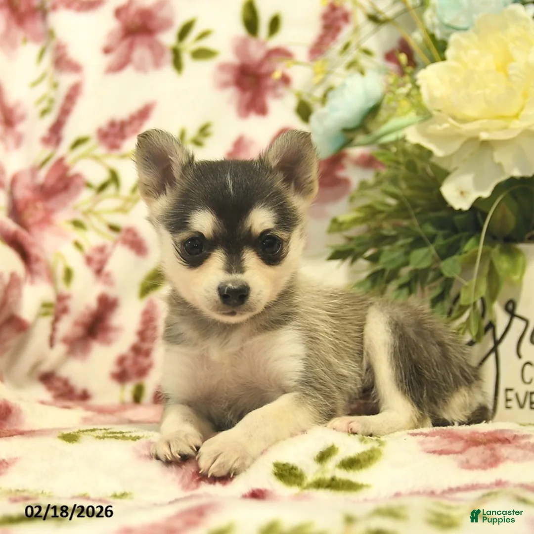 Pomsky dogs for sale: Blue  - Ad 3