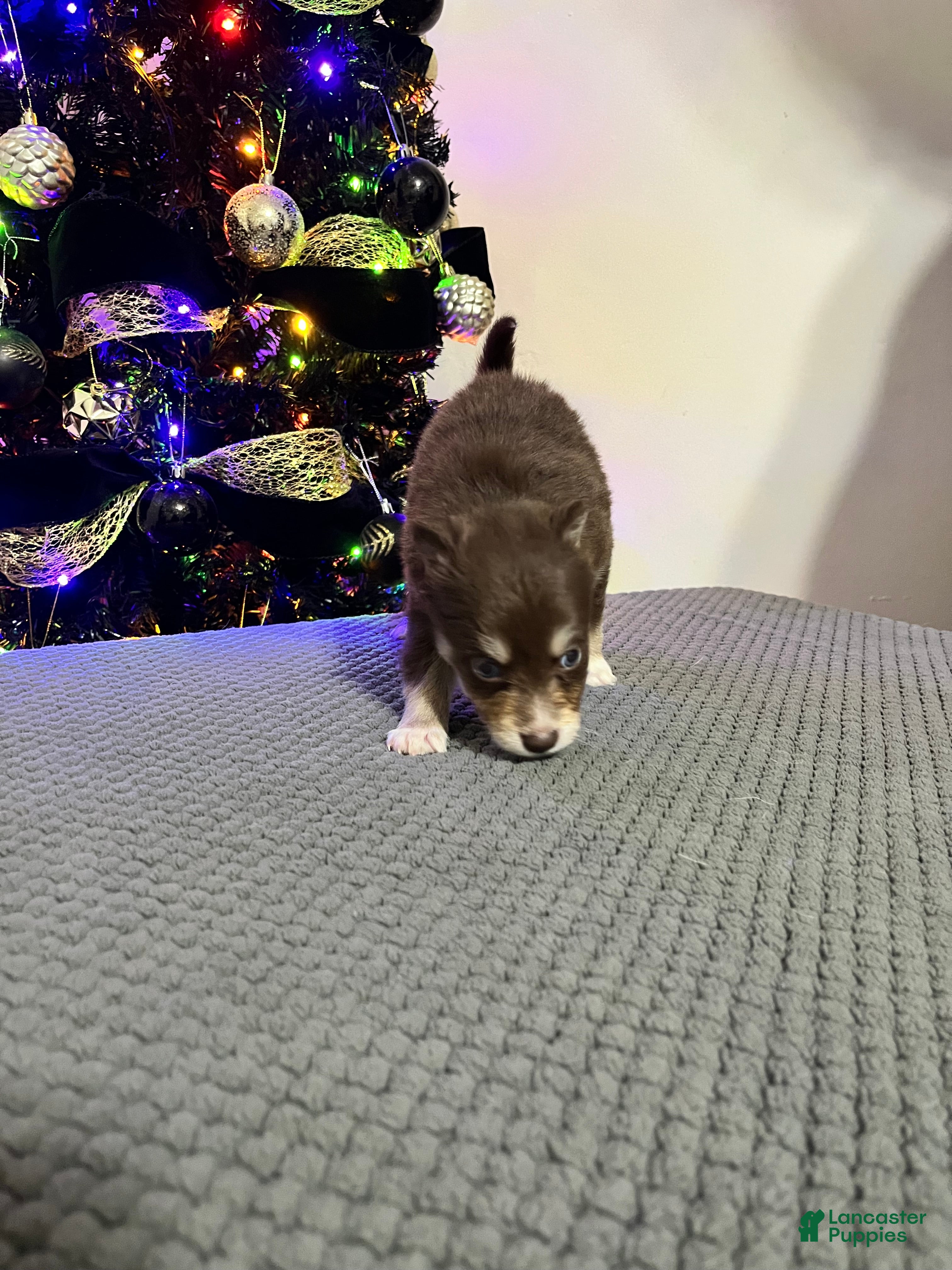 Pomsky dogs Mrs. Splinter - Ad 24