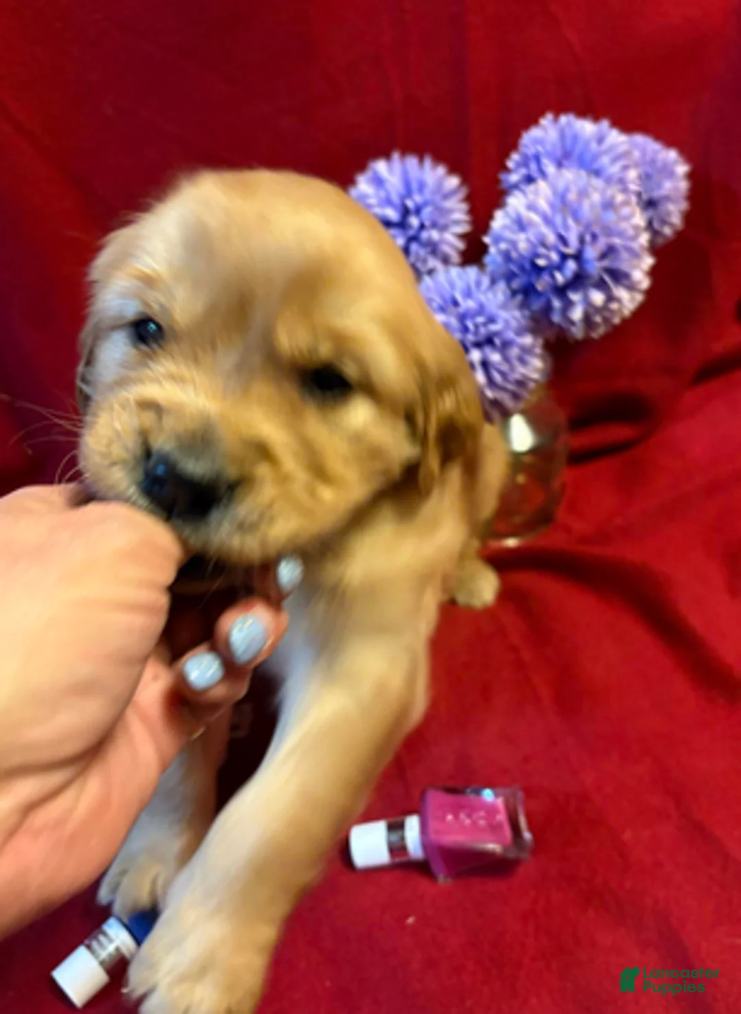 Golden Retriever dogs for sale: Takame - Ad 5