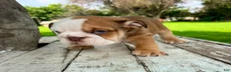 English Bulldog dogs for sale: Male, Fawn and White - Ad 5