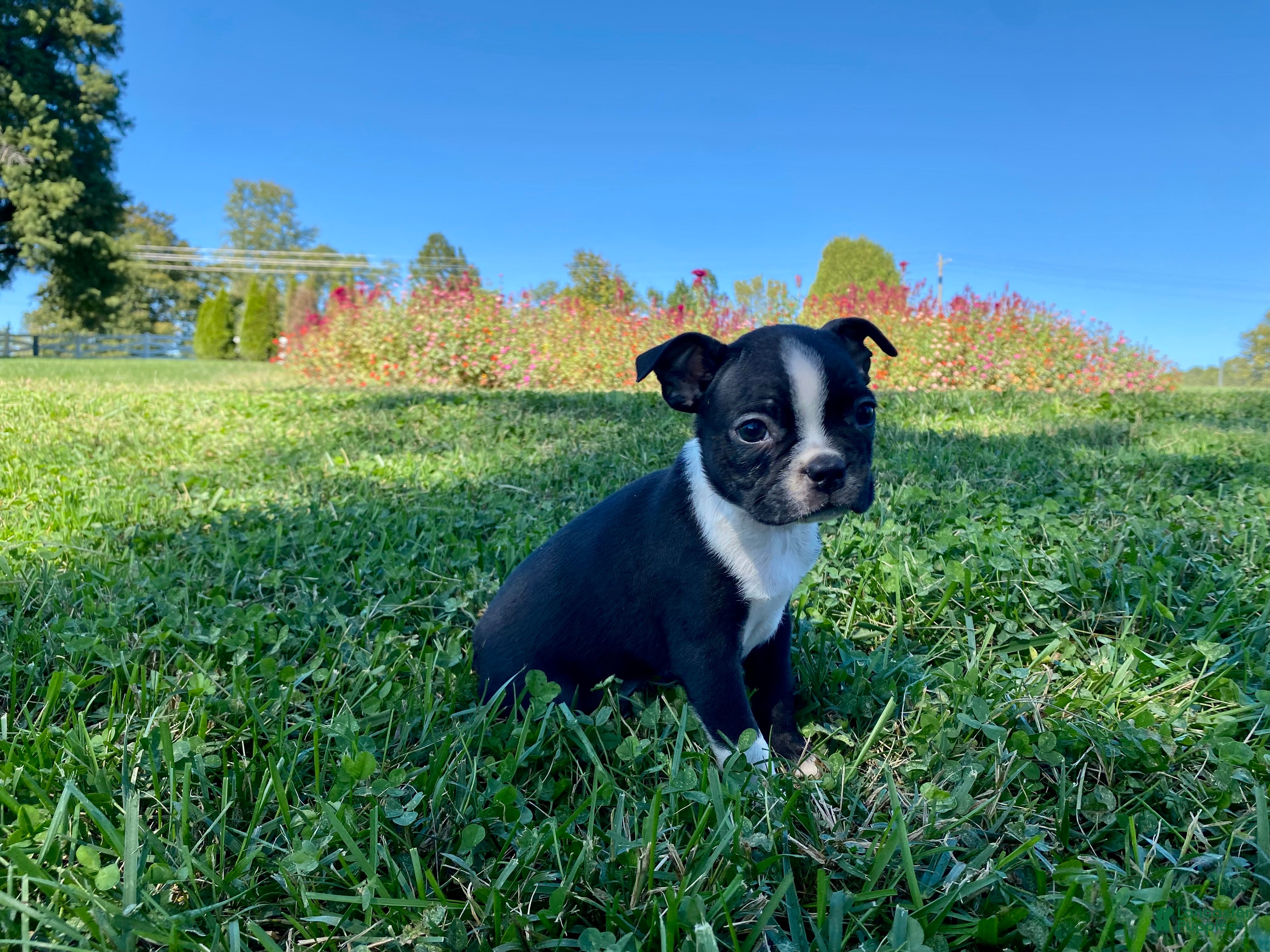 Boston Terrier dogs Denim  - Ad 1
