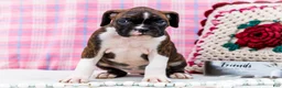 Boxer dogs for sale: Juliette - Ad 5