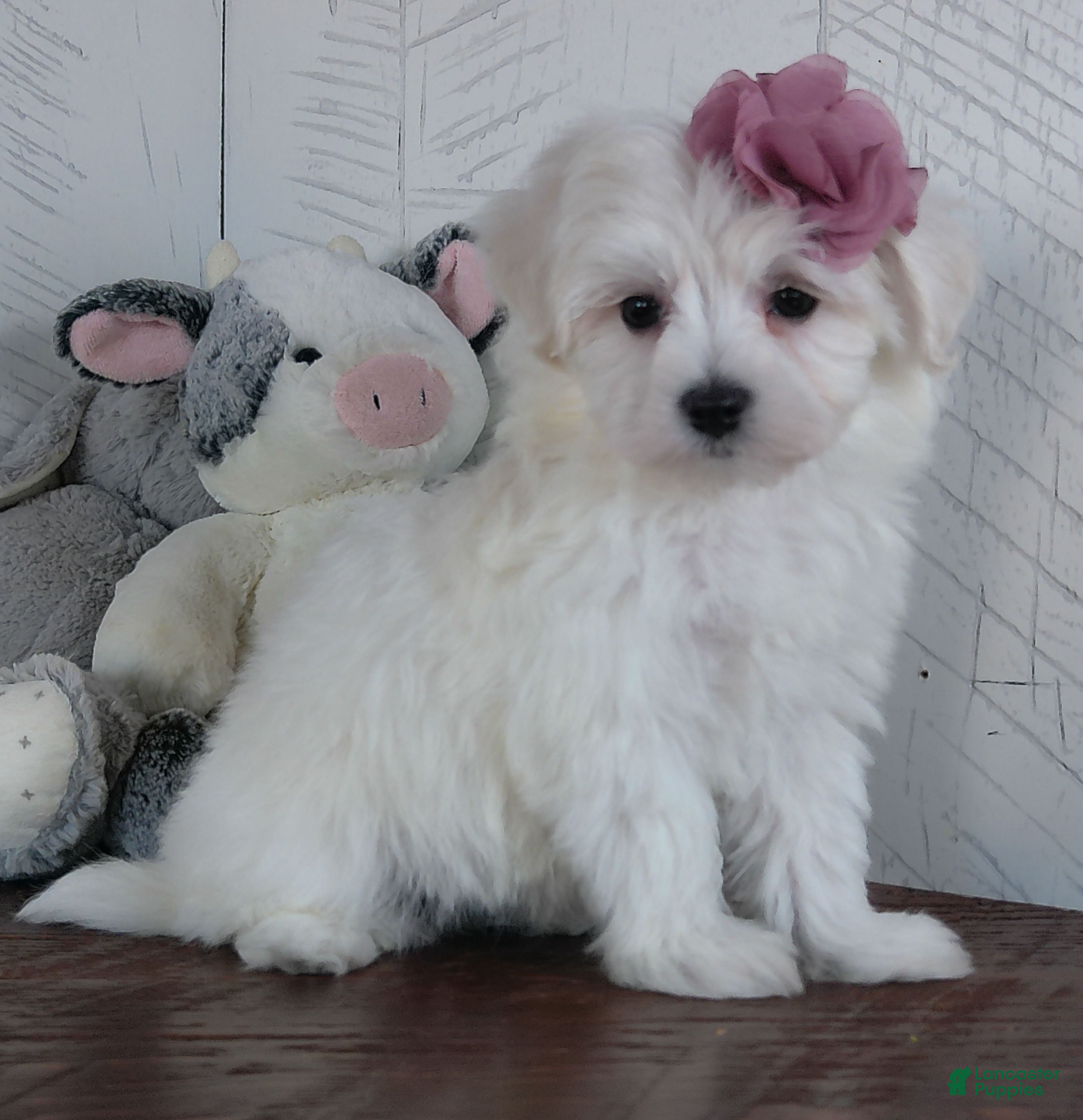 Mixed Breed dogs Terri - Ad 1