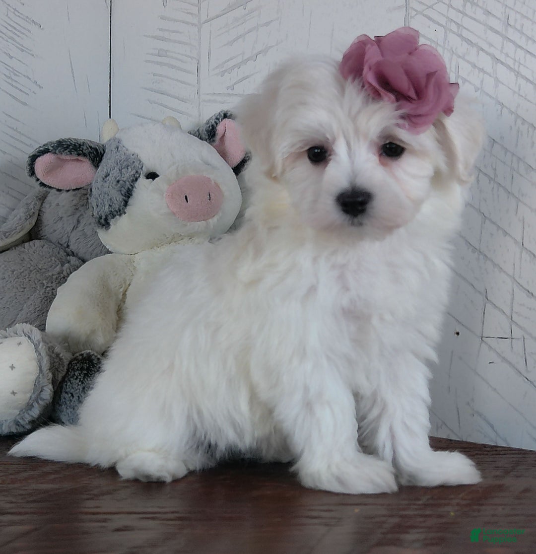 Mixed Breed dogs for sale: Terri - Ad 1